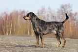 CATAHOULA 004